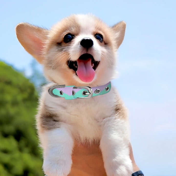 Easter Chevron - Pet Collar